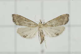 صورة Diplopseustis perieresalis Walker 1859