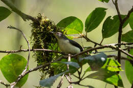 Image of Wrens