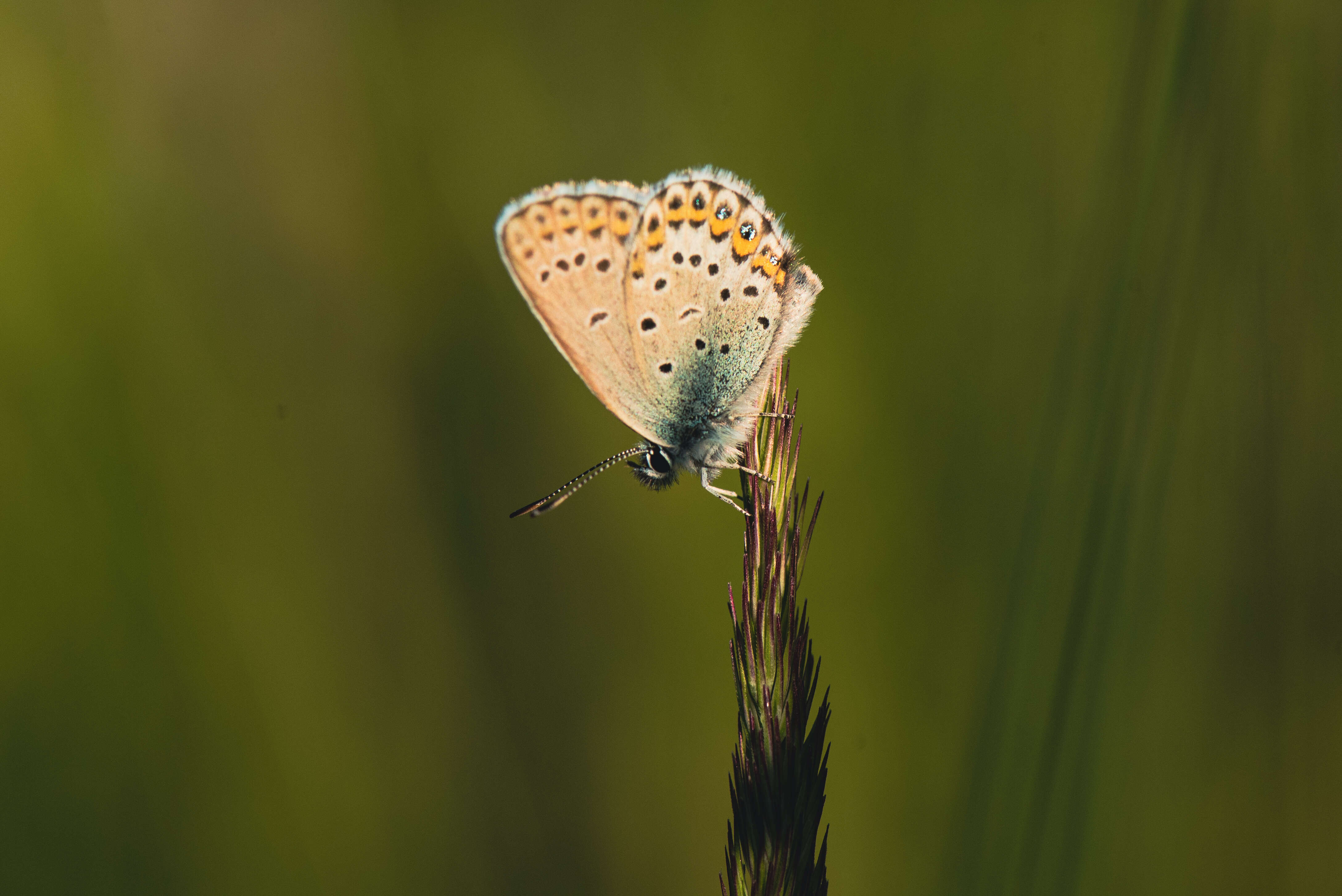 Image of Plebejus idas