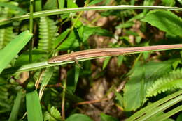 Image de Takydromus viridipunctatus Lue & Lin 2008