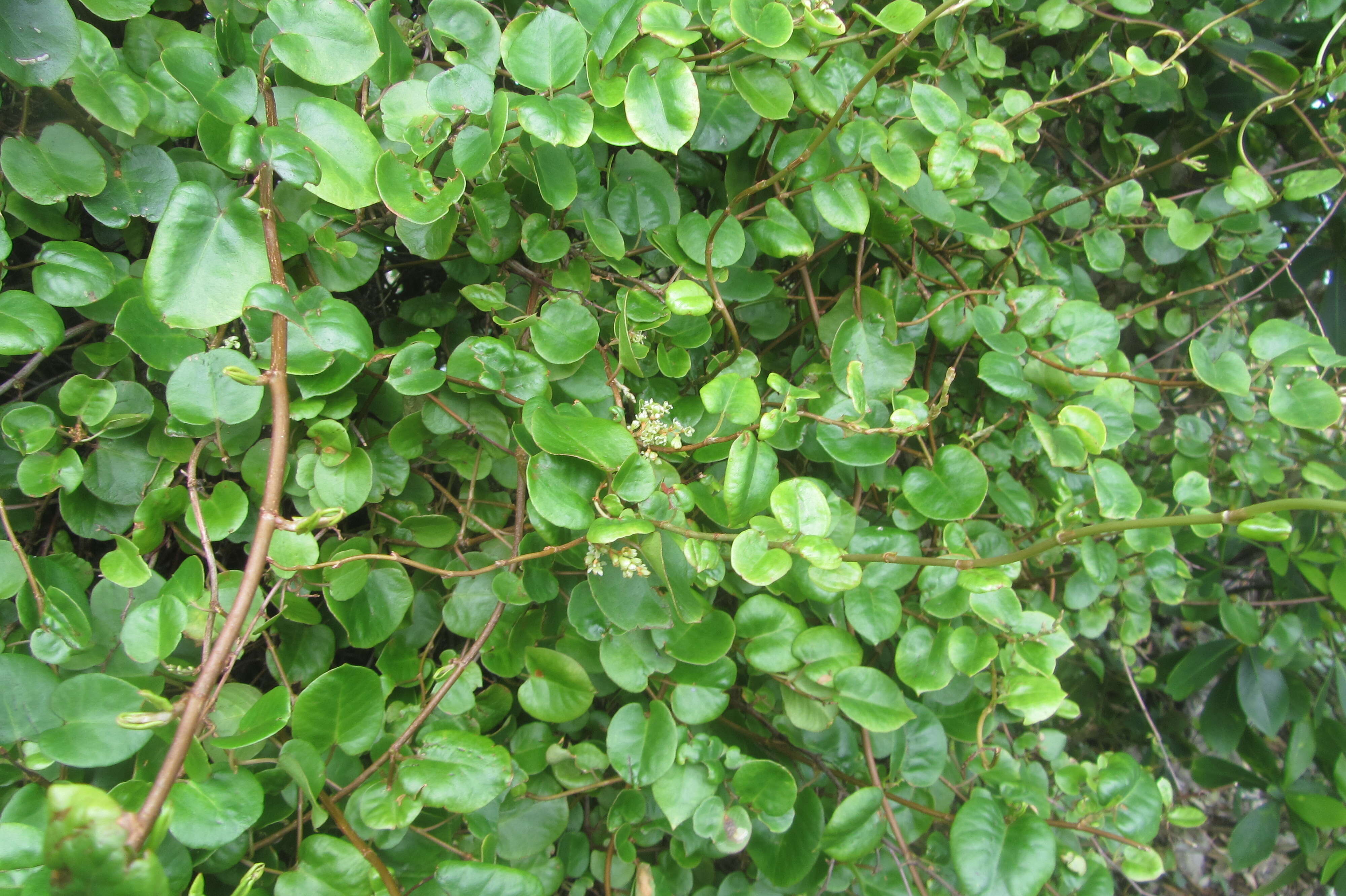 Image of Muehlenbeckia australis (Forst. fil.) Meisn.