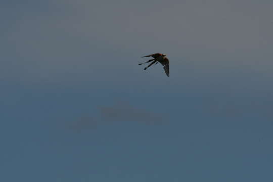 Image of Scissor-tailed Flycatcher