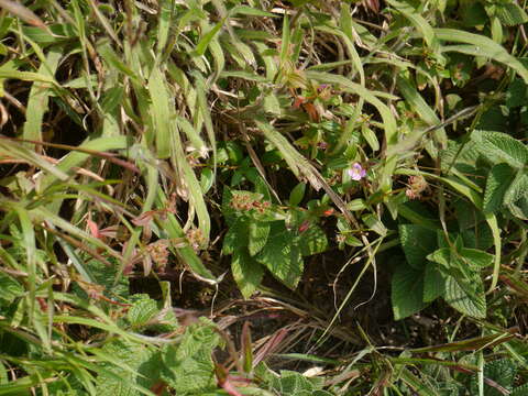 Image of Osbeckia octandra (L.) DC.