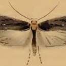 Image of Depressaria hofmanni Stainton 1861
