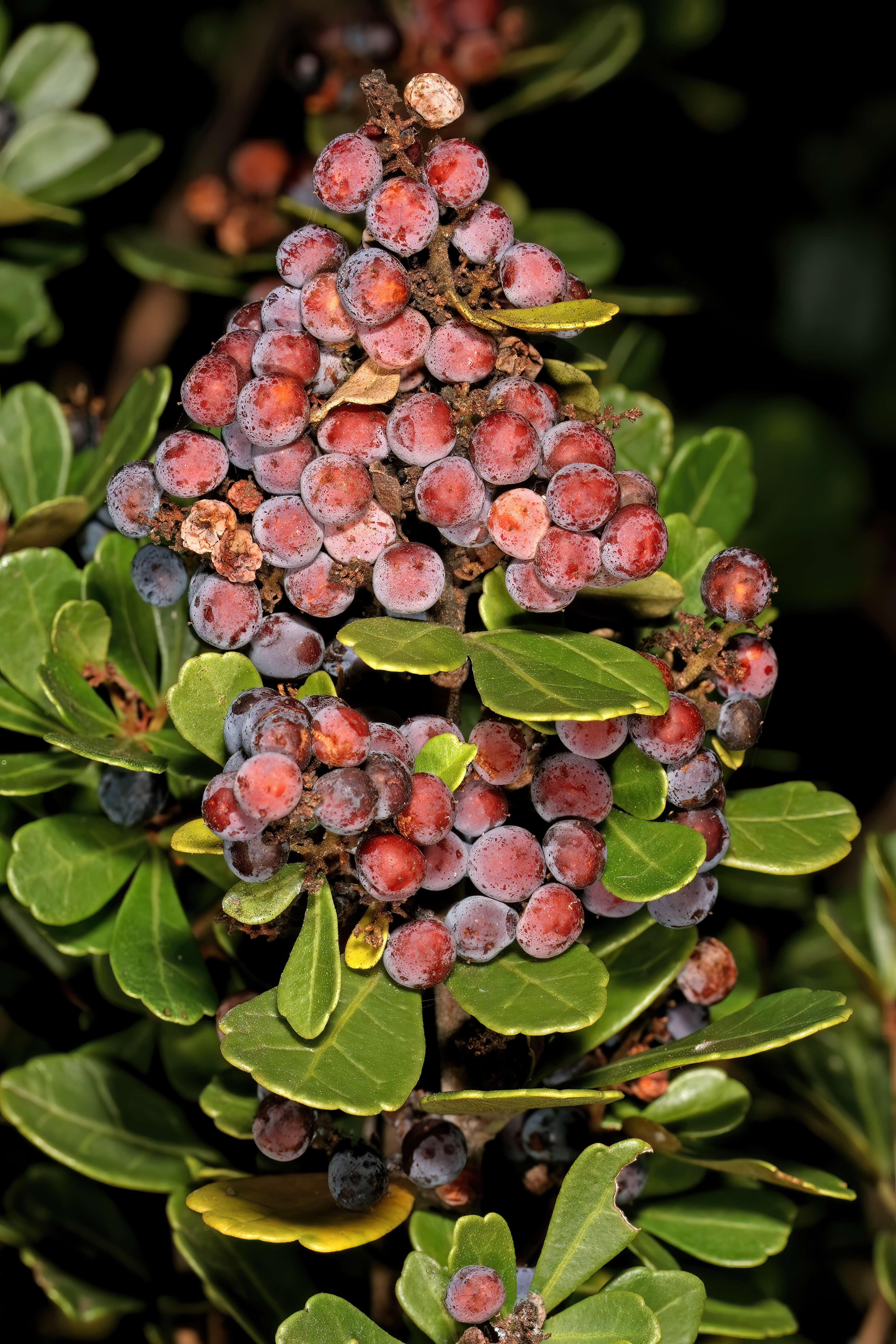 Image of Searsia crenata (Thunb.) Moffett