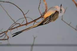 Image of Scissor-tailed Flycatcher