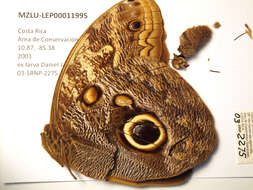 Image of Caligo telamonius