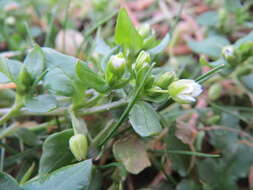 Image of common chickweed