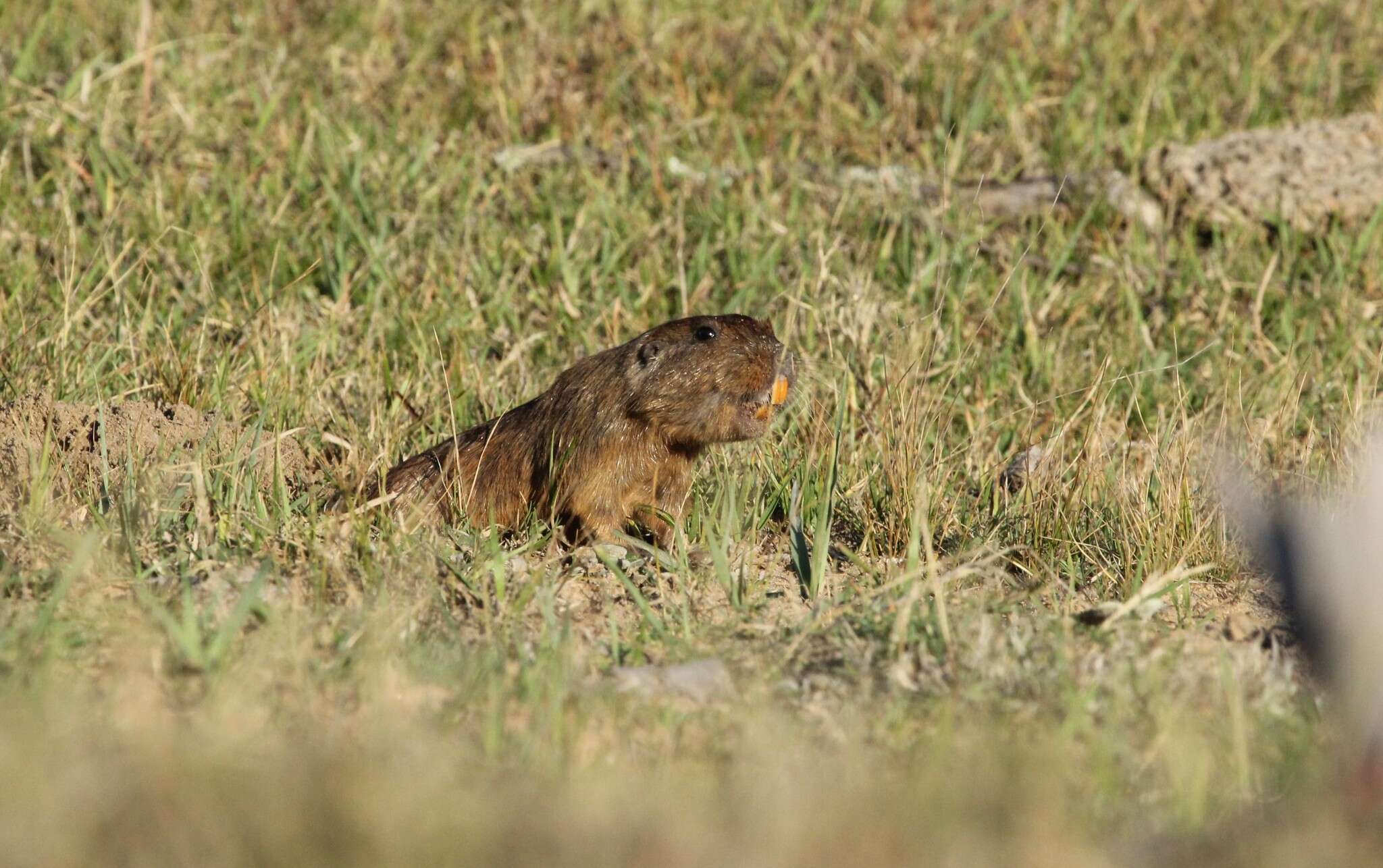 Image of Pearson's tuco-tuco