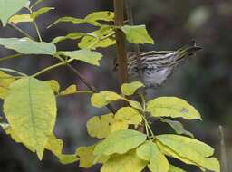 Image of Pine Siskin