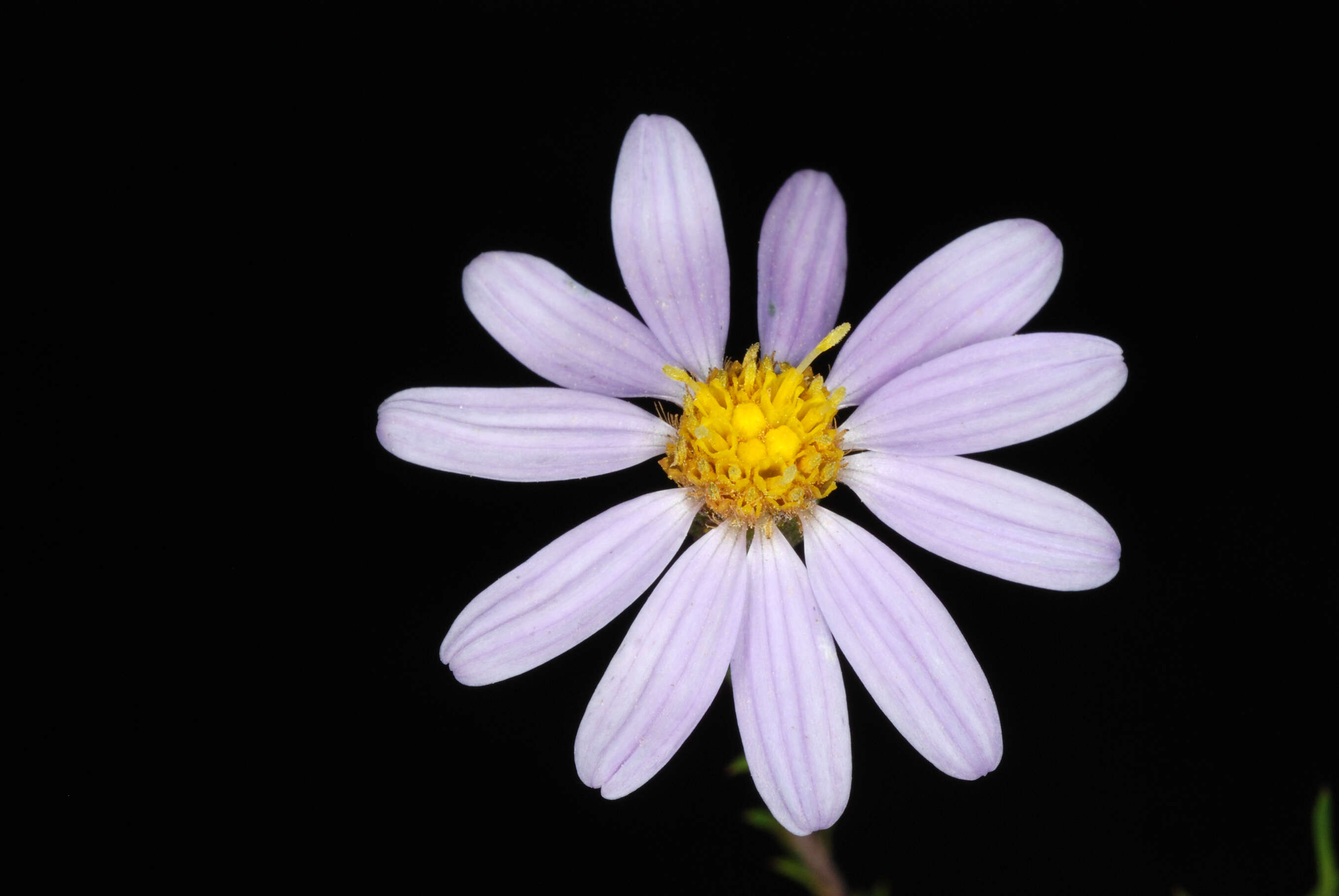 Image of Ionactis linariifolia (L.) Greene