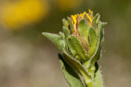 Image of alpine false goldenaster