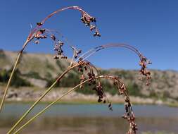 Image de Luzula parviflora (Ehrh.) Desv.