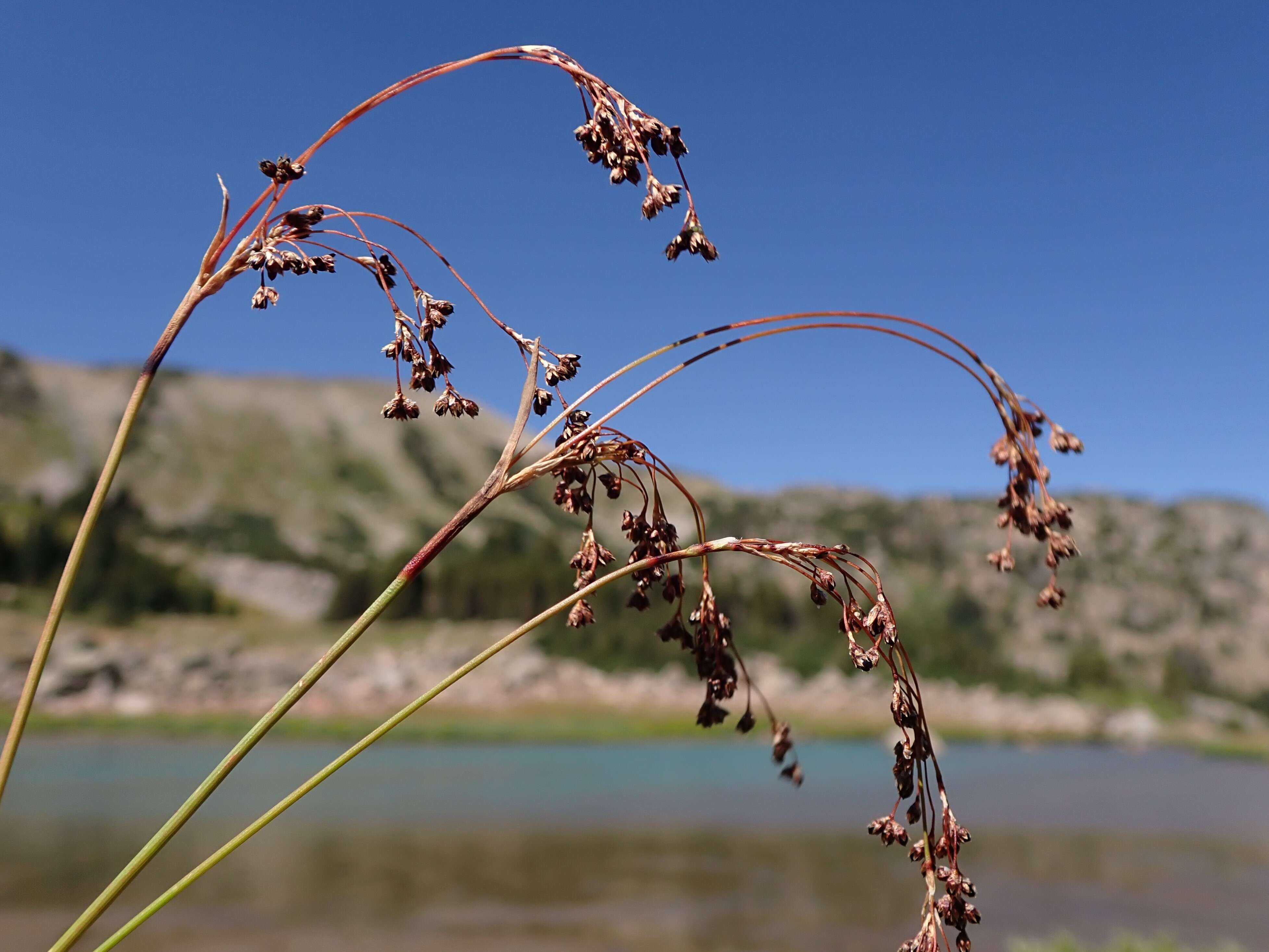 Image de Luzula parviflora (Ehrh.) Desv.