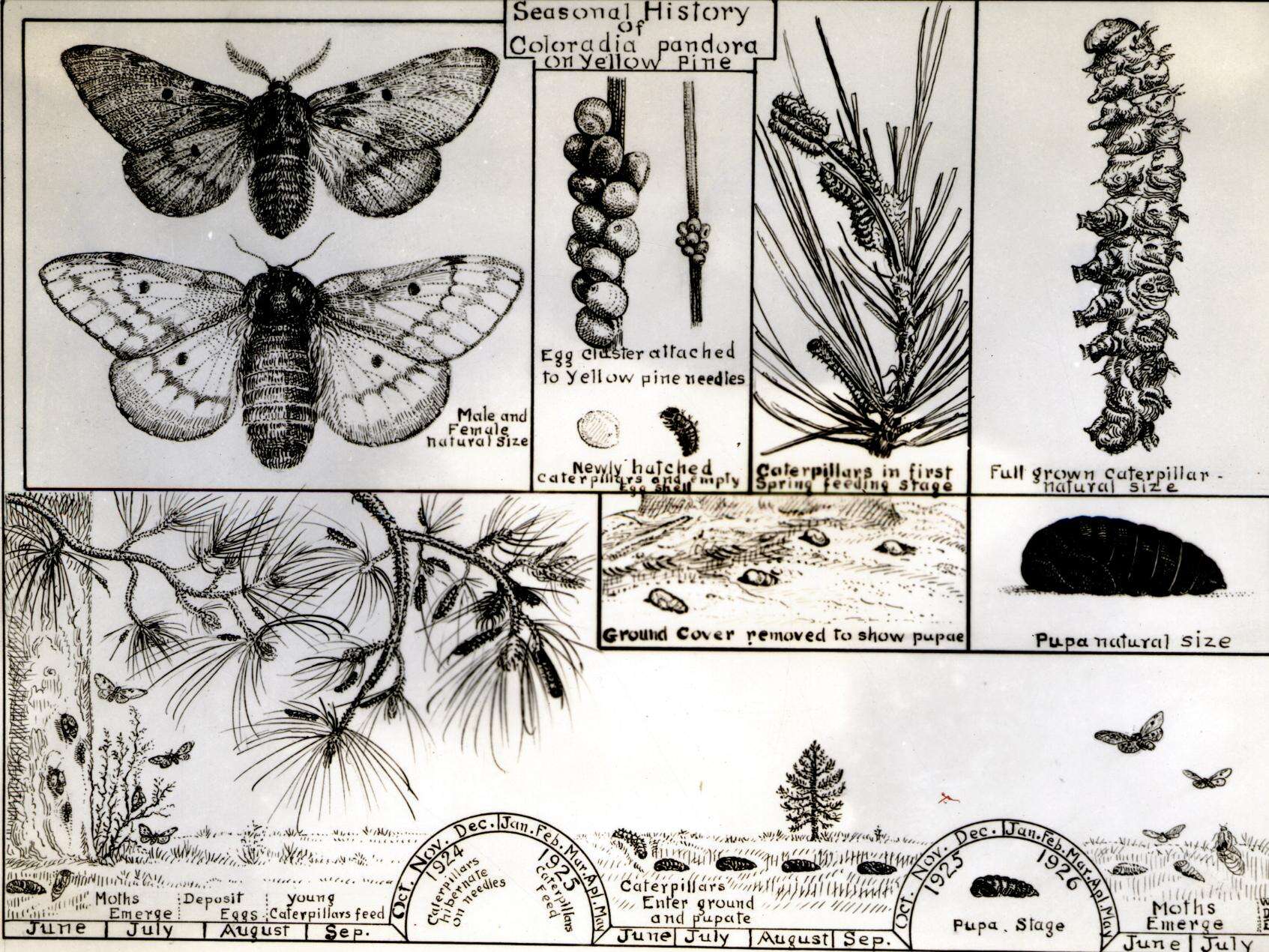 Image of Pandora Moth