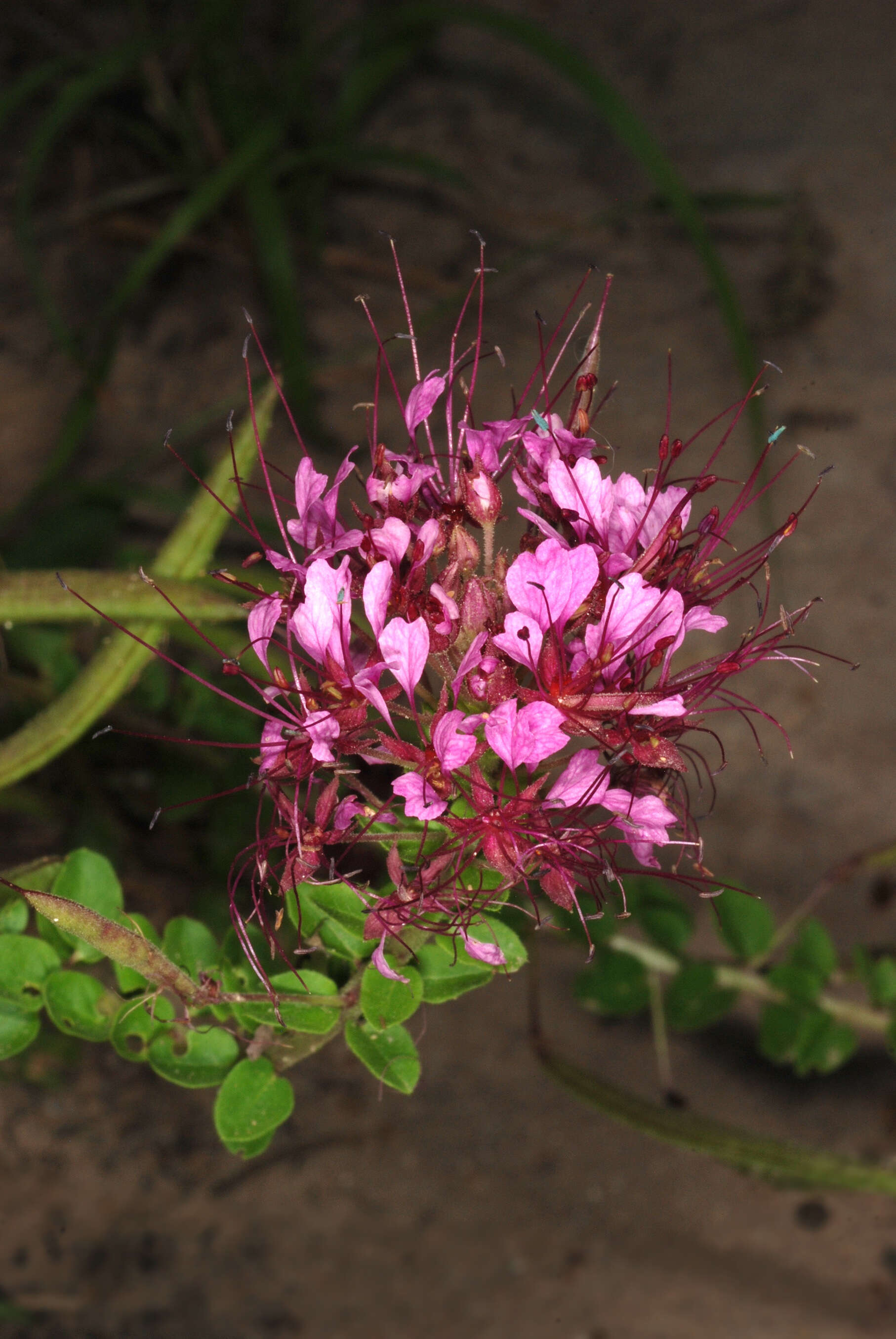 Image of redwhisker clammyweed