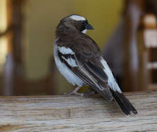 Image of sparrow-weaver