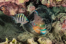 Image de Scarus zelindae Moura, Figueiredo & Sazima 2001