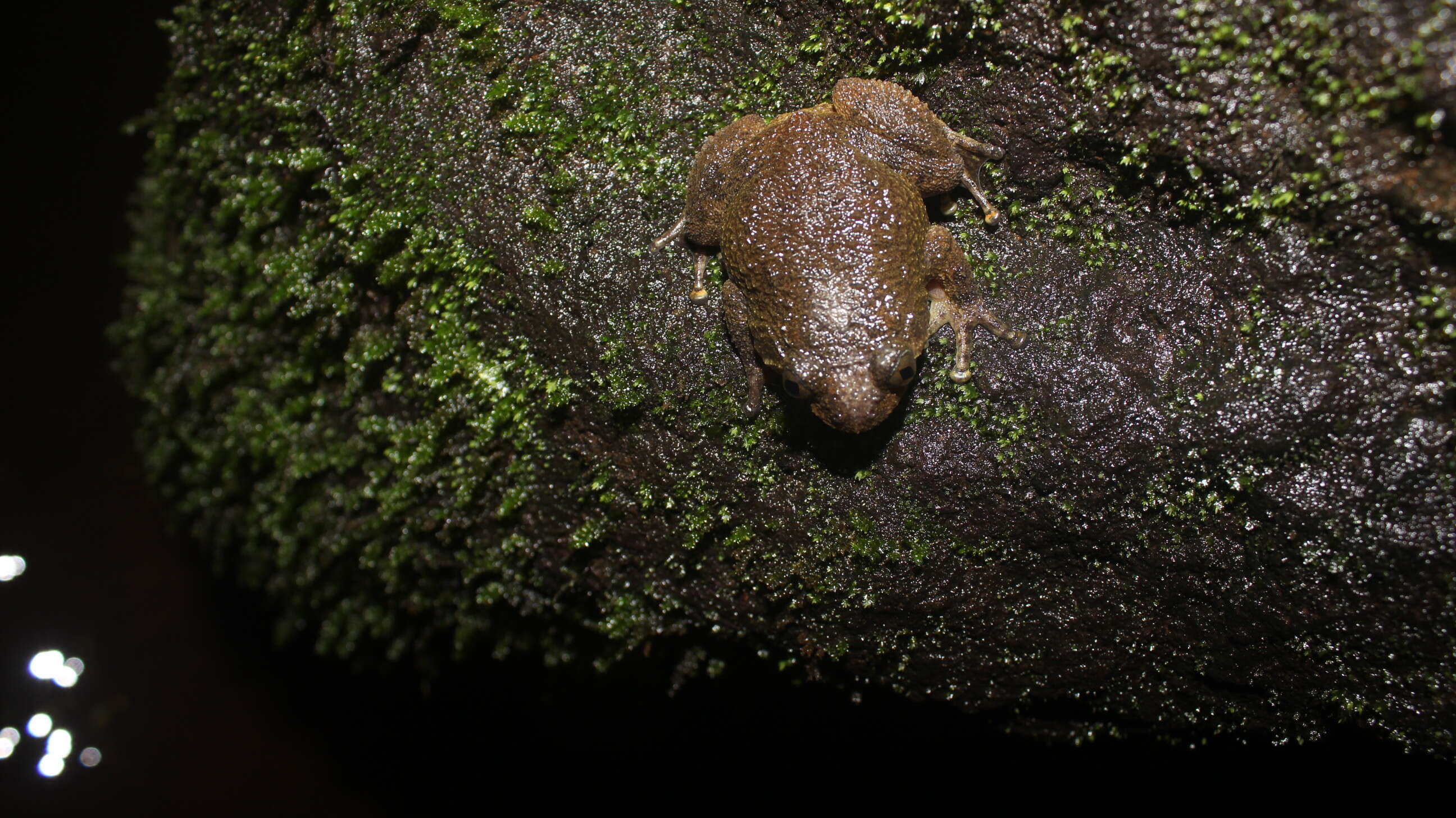 Image of Bombay night frog