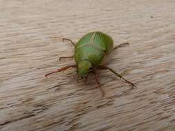 Image of Granny Smith Beetle