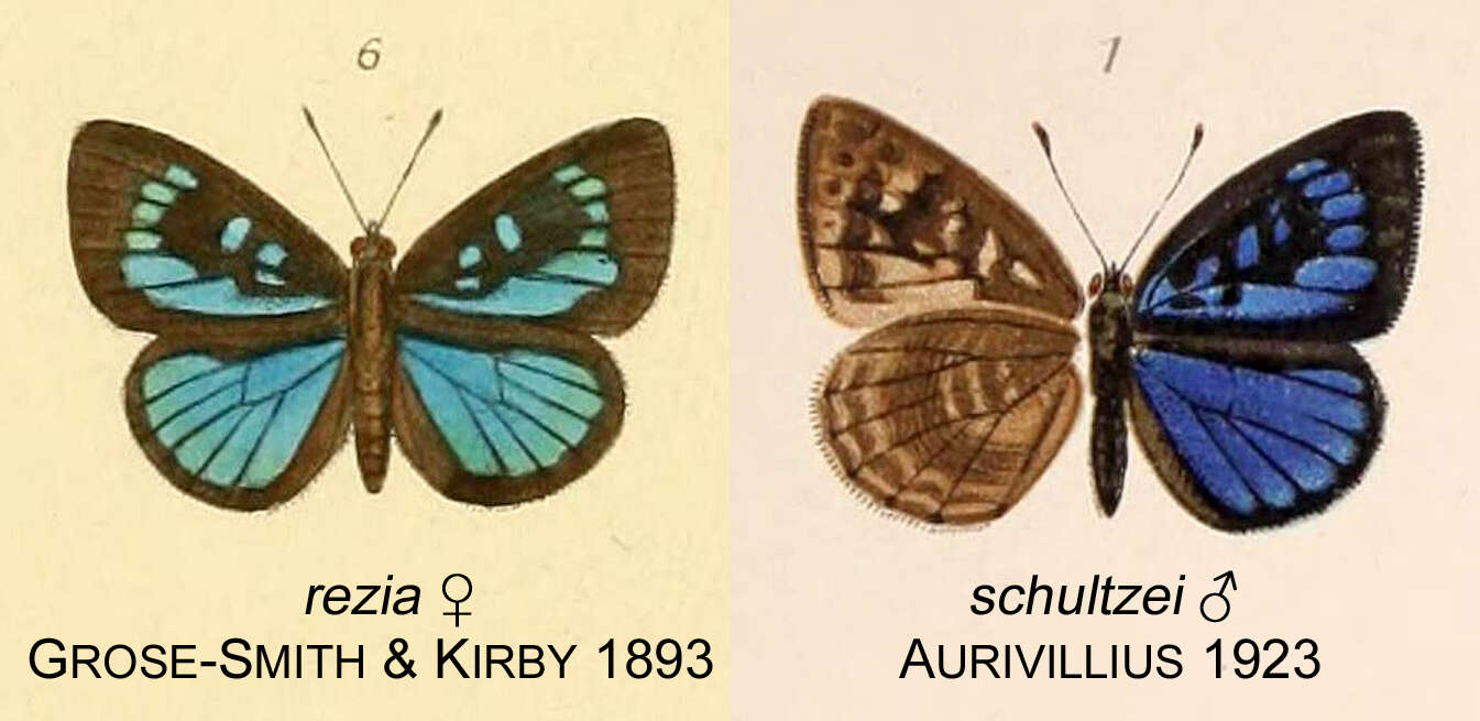 Imagem de Hypophytala benitensis (Holland 1890)