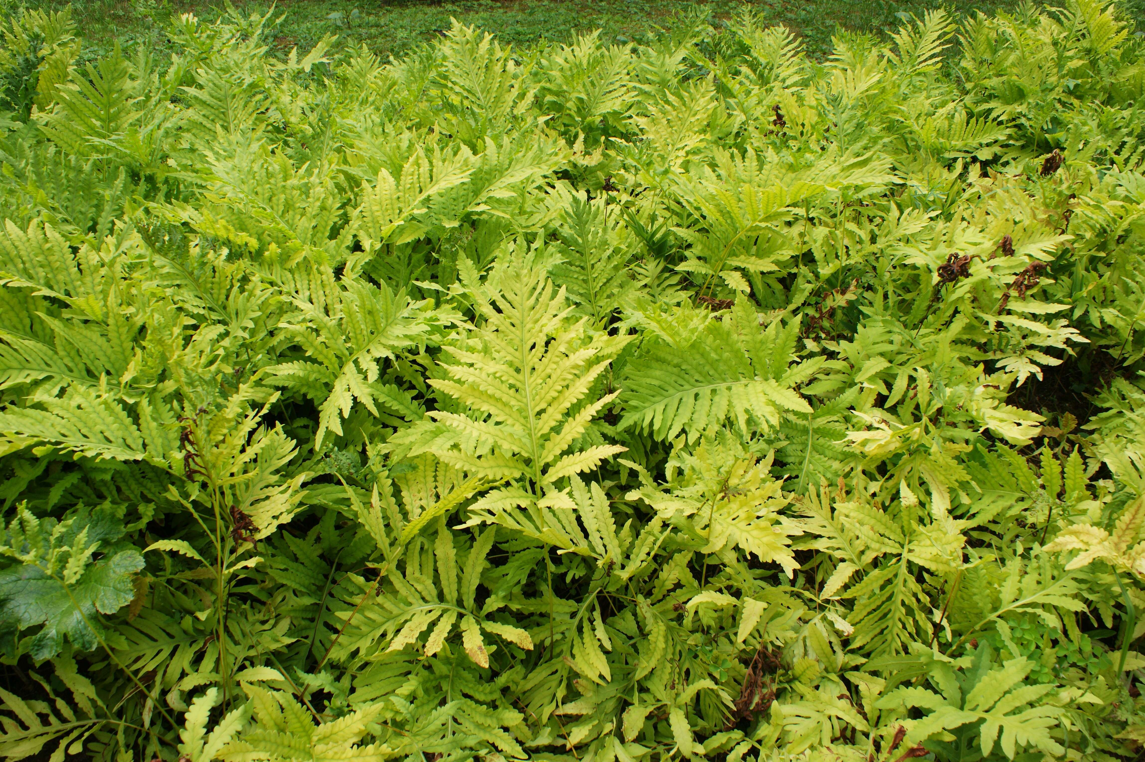 Image of sensitive fern