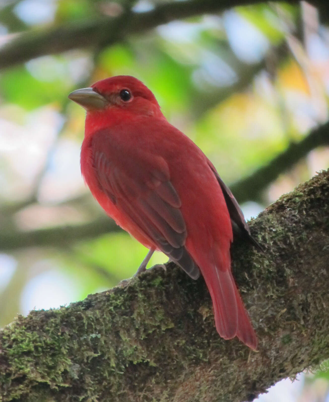 Image of Summer Tanager