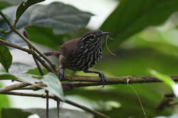 Image of Stripe-breasted Wren