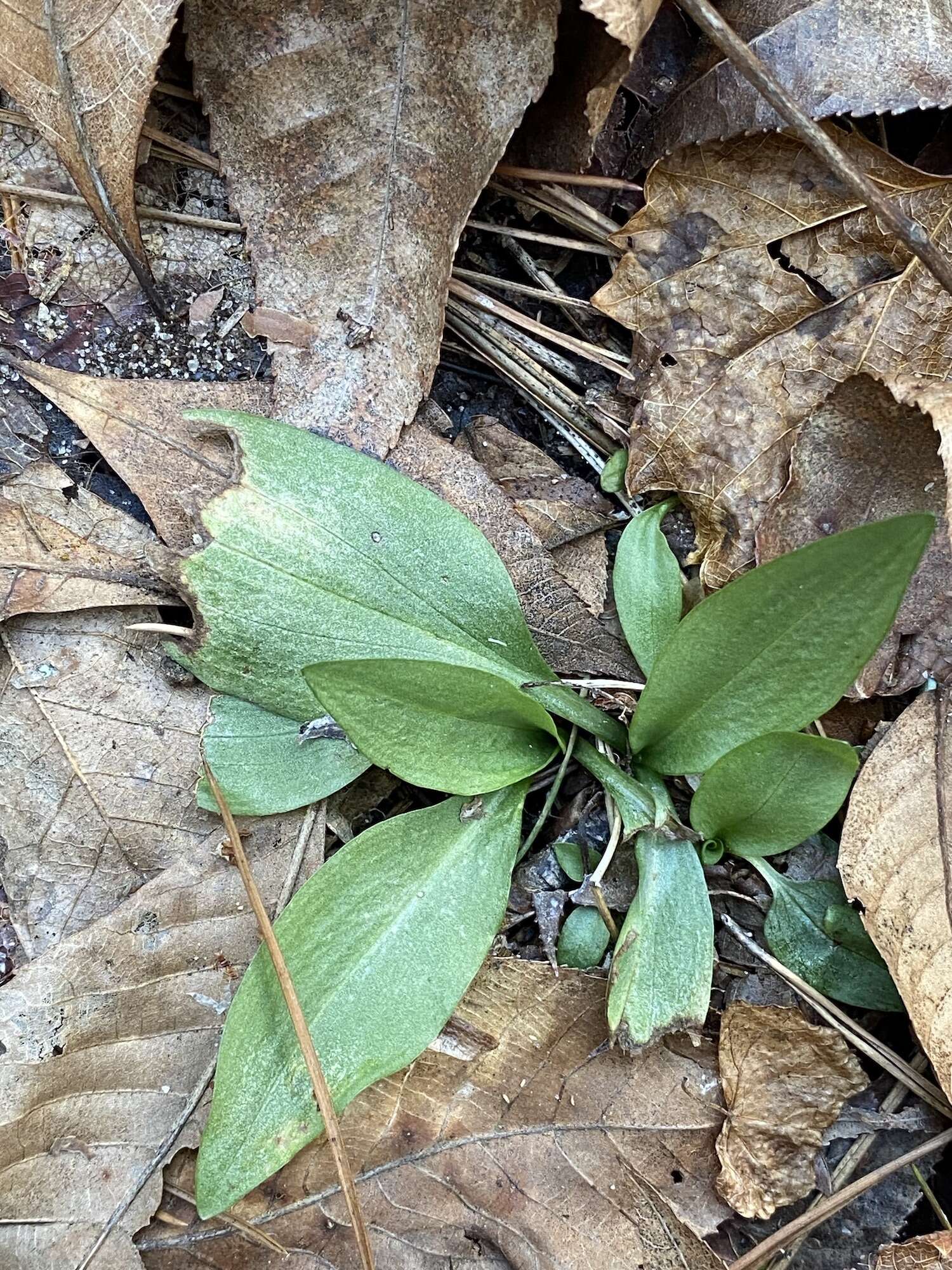 Слика од Spiranthes tuberosa Raf.