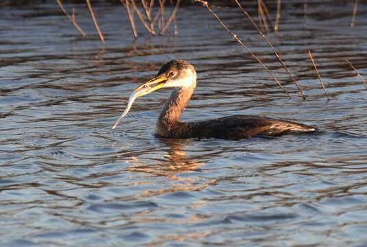 Image of Red-necked Grebe