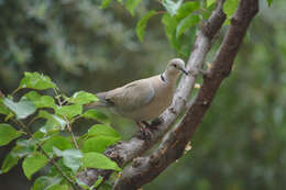 Image of Collared Dove