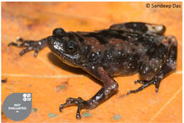 Image of Jerdon's narrow-mouthed frog