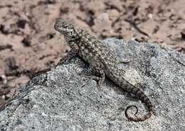 Image of Northern Curly-tailed Lizard