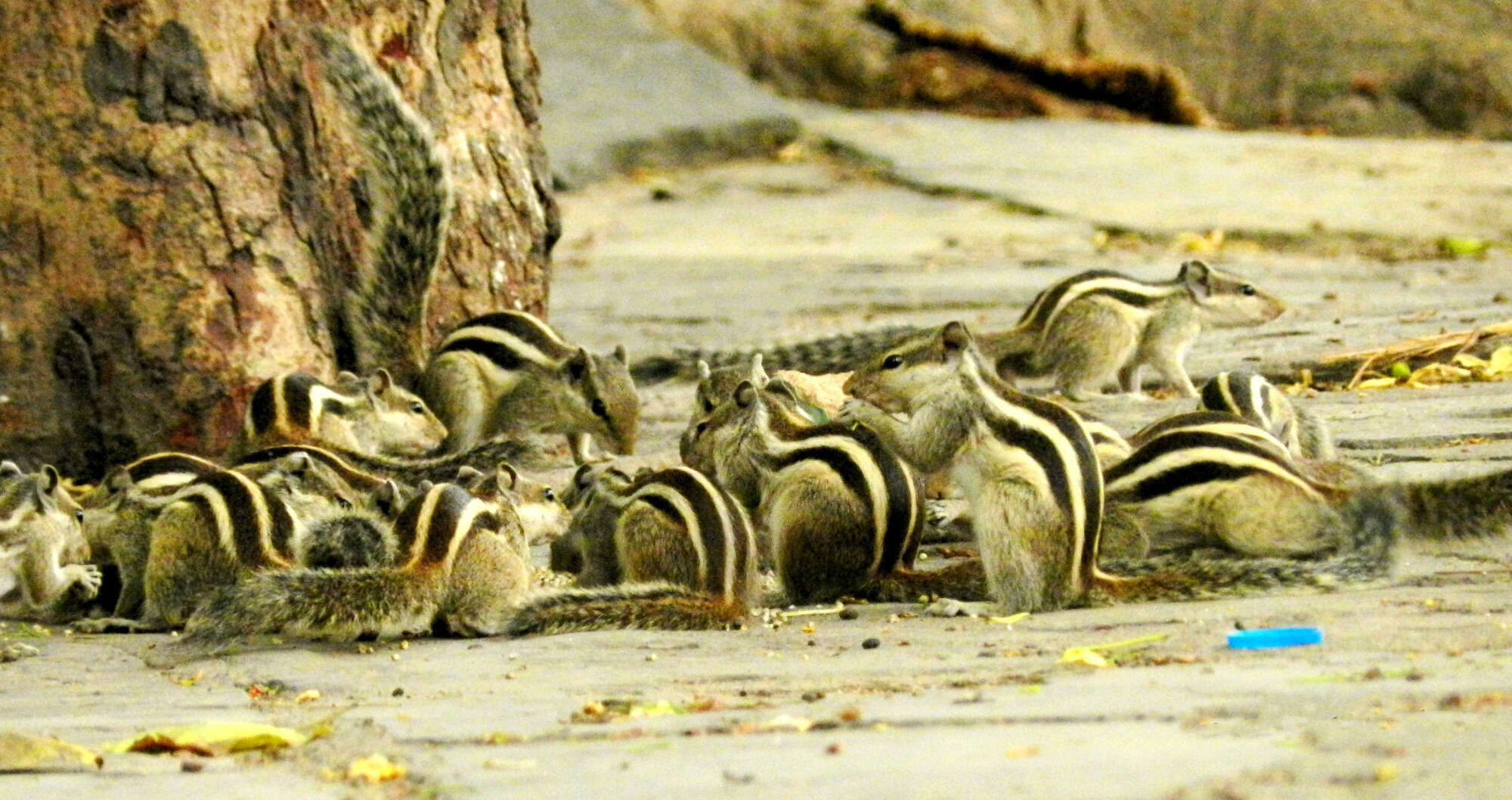 Image of Funambulus subgen. Prasadsciurus Moore & Tate 1965