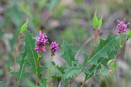 Image of Grevillea quercifolia R. Br.