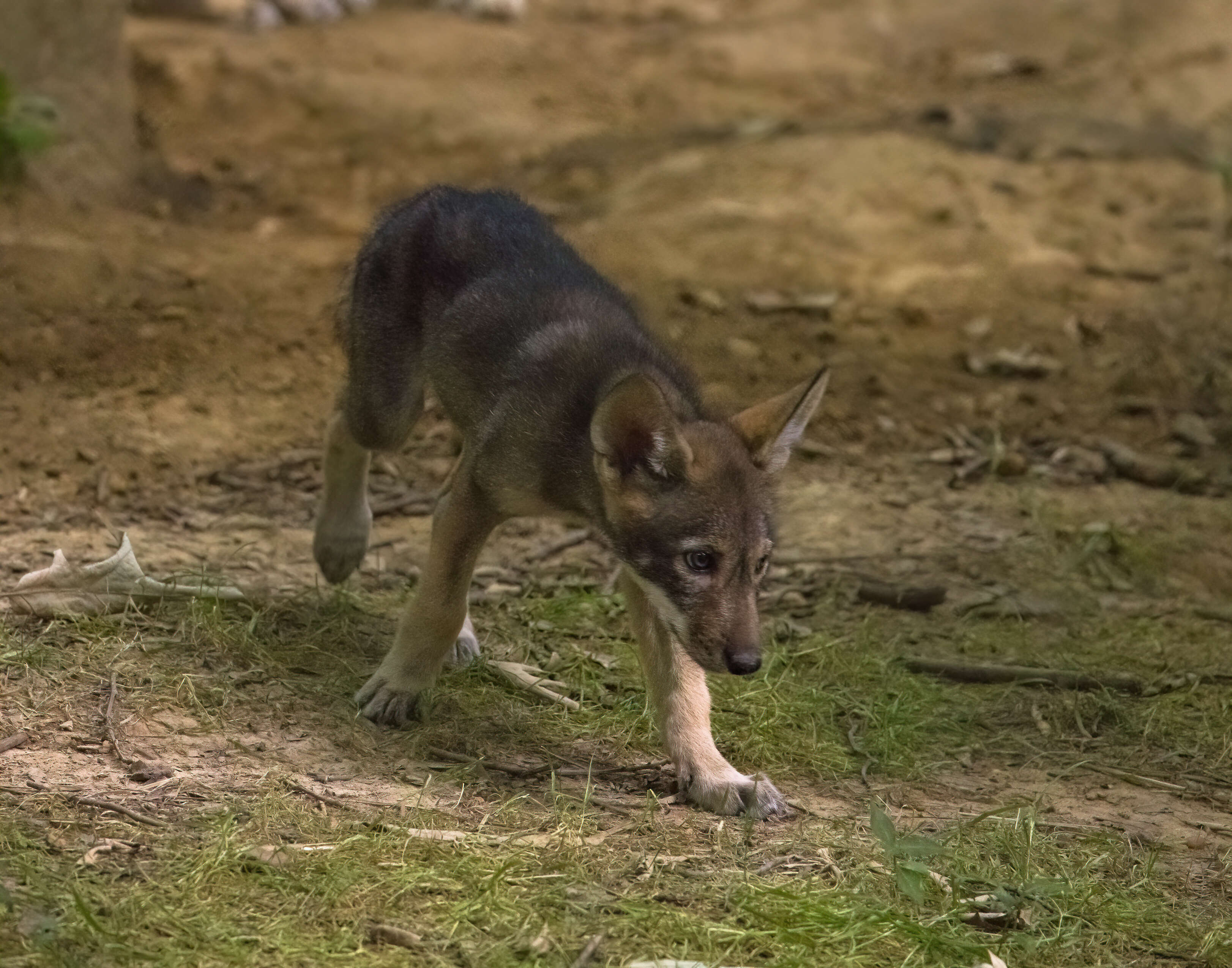 Image of Red wolf