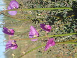 Plancia ëd Swainsona procumbens (F. Muell.) F. Muell.