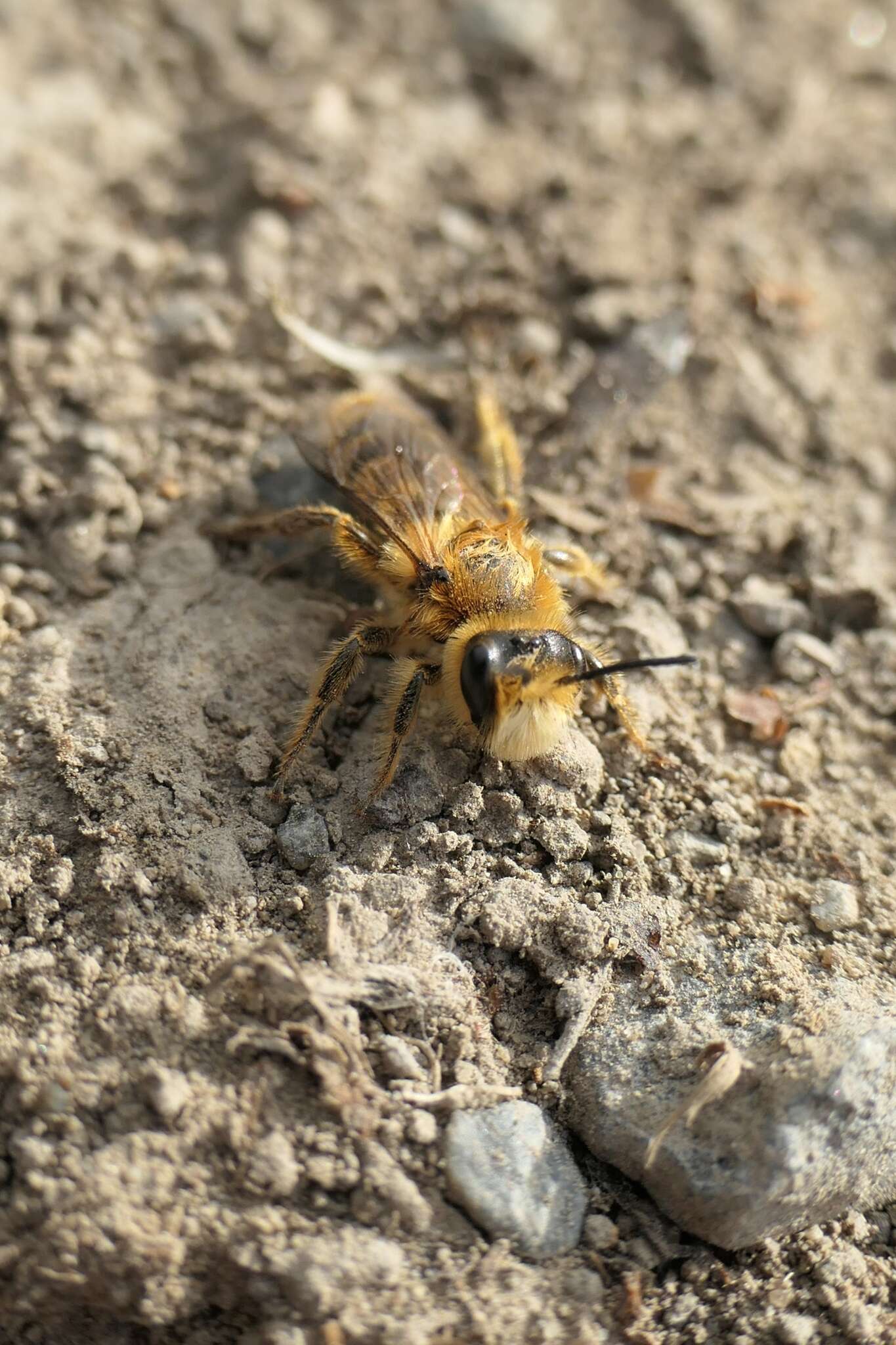 Image of tawny Nesocolletes