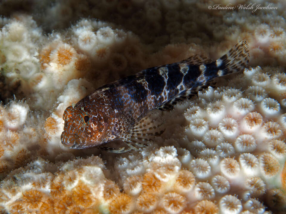 Image of Barred Blenny