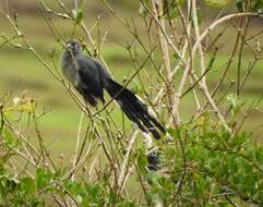 Image of Blue-faced Malkoha