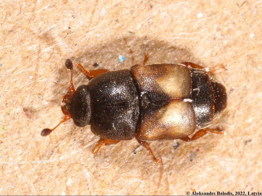 Image of Dried-fruit Beetle