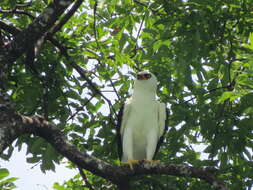 Image of Black-and-White Hawk-Eagle