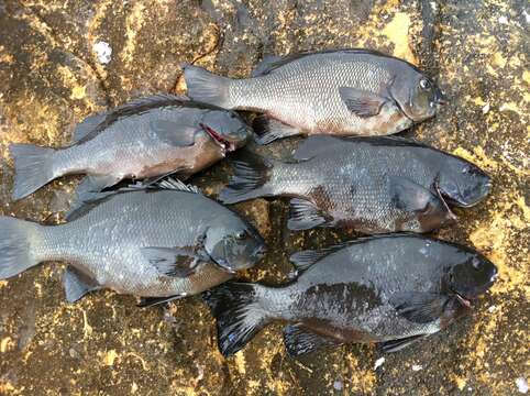 Image of Black bream