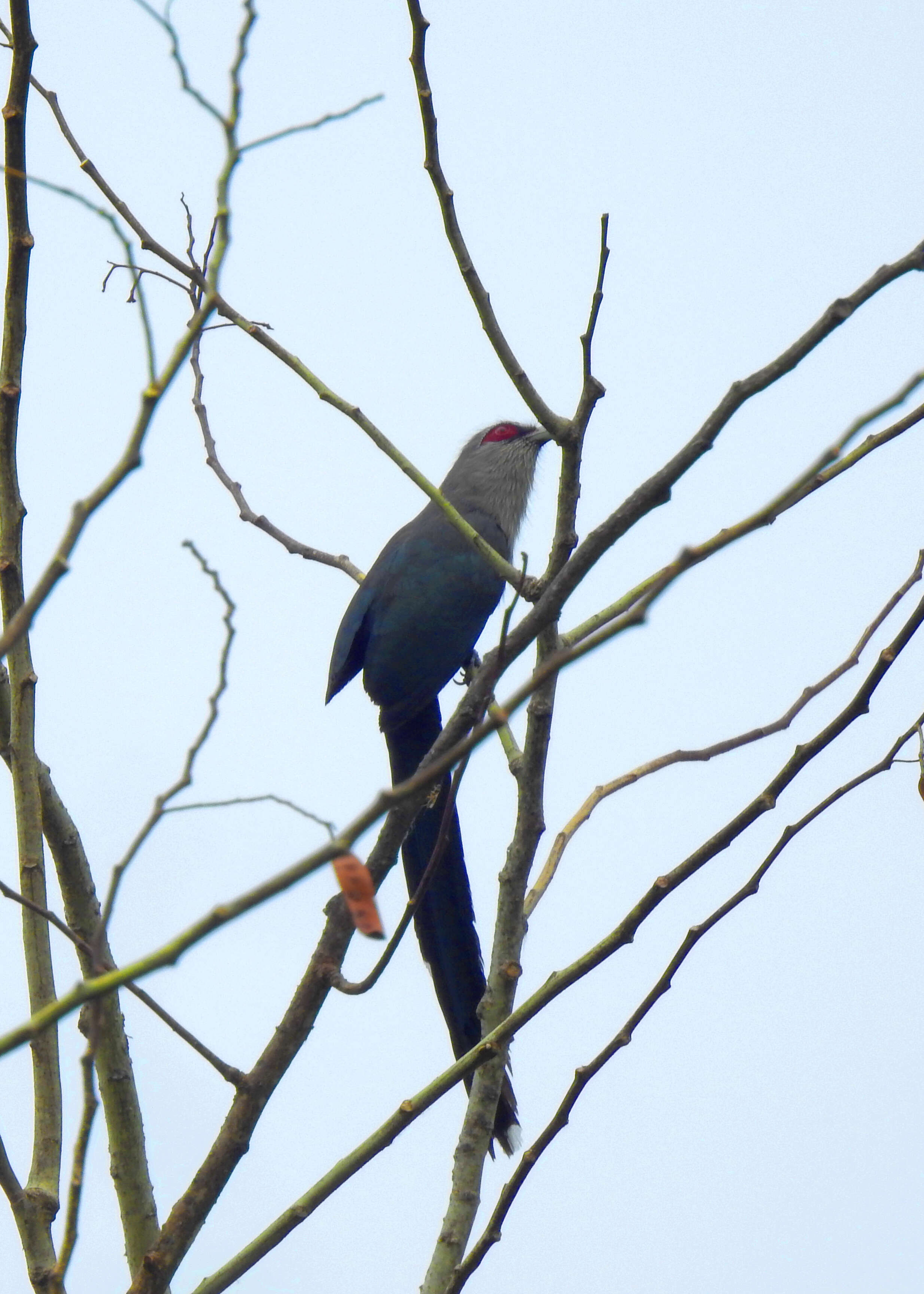 Image of Green-billed Malkoha