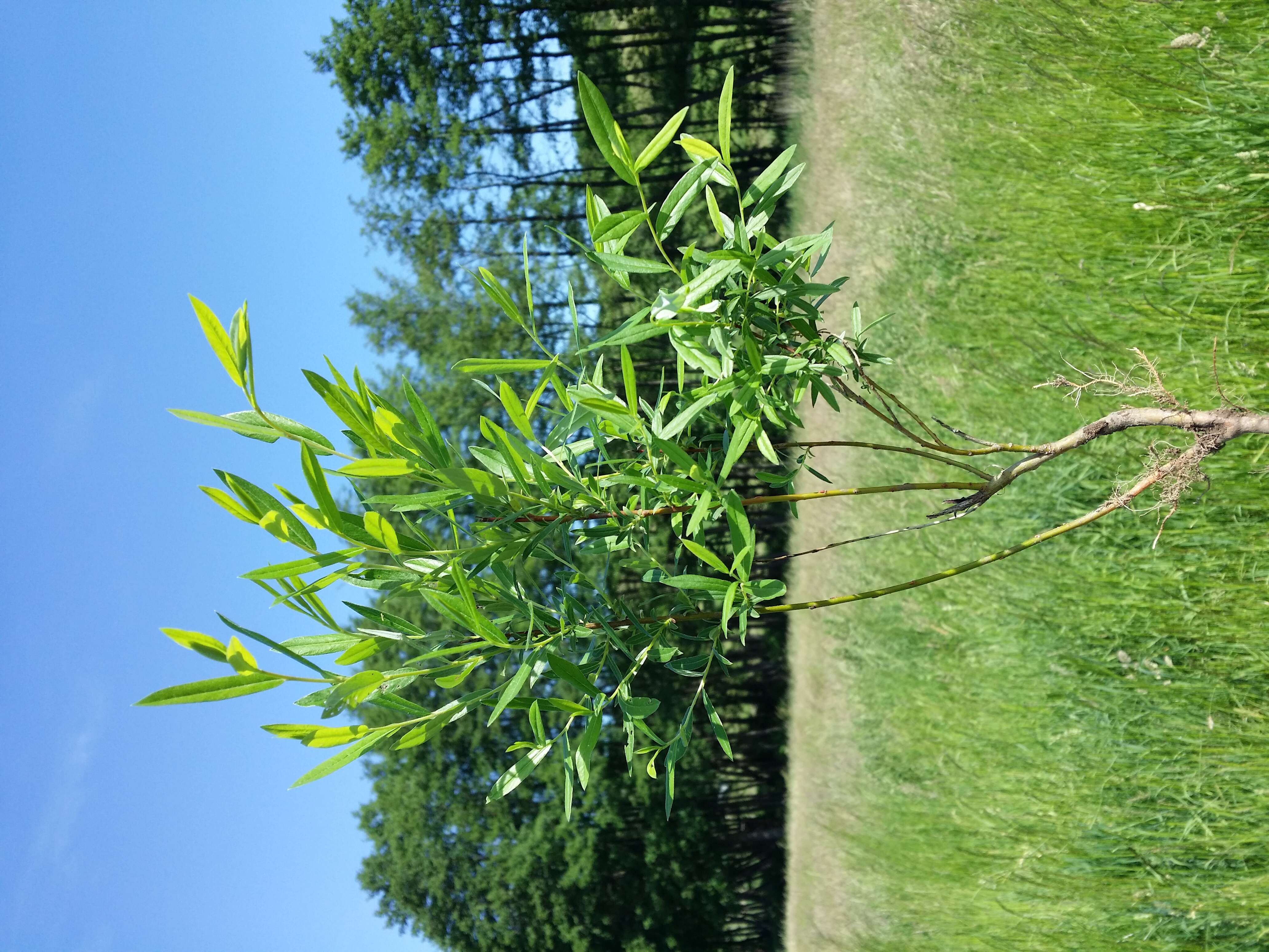 Image of creeping willow