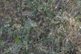 Plancia ëd Barleria prionitis L.