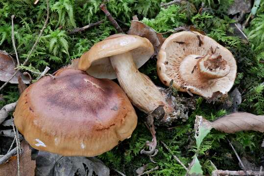 Imagem de Tricholoma fulvum (DC.) Bigeard & H. Guill. 1909