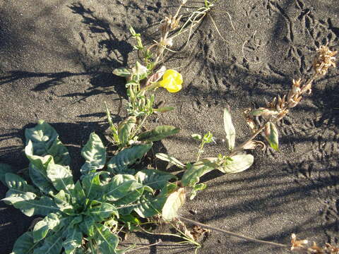 Imagem de Oenothera glazioviana M. Micheli