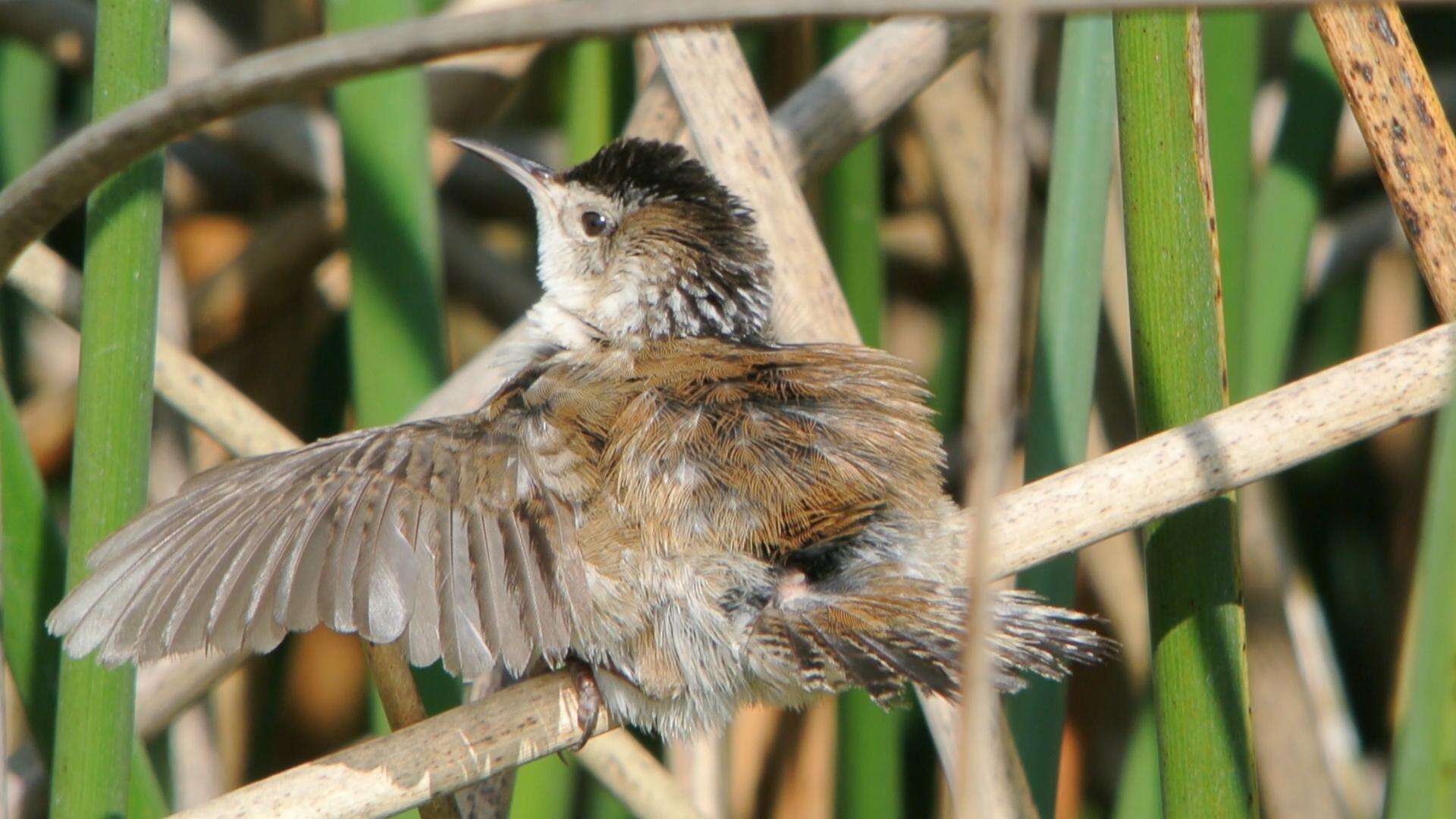 Image of Marsh Wren