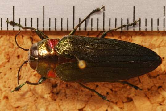 Image of Jewel beetle